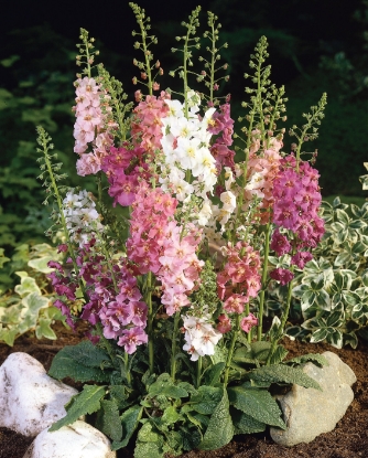 Picture of Verbascum - Phoeniceum Hybrids